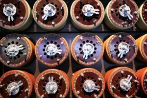 Photo by Caroline Banks