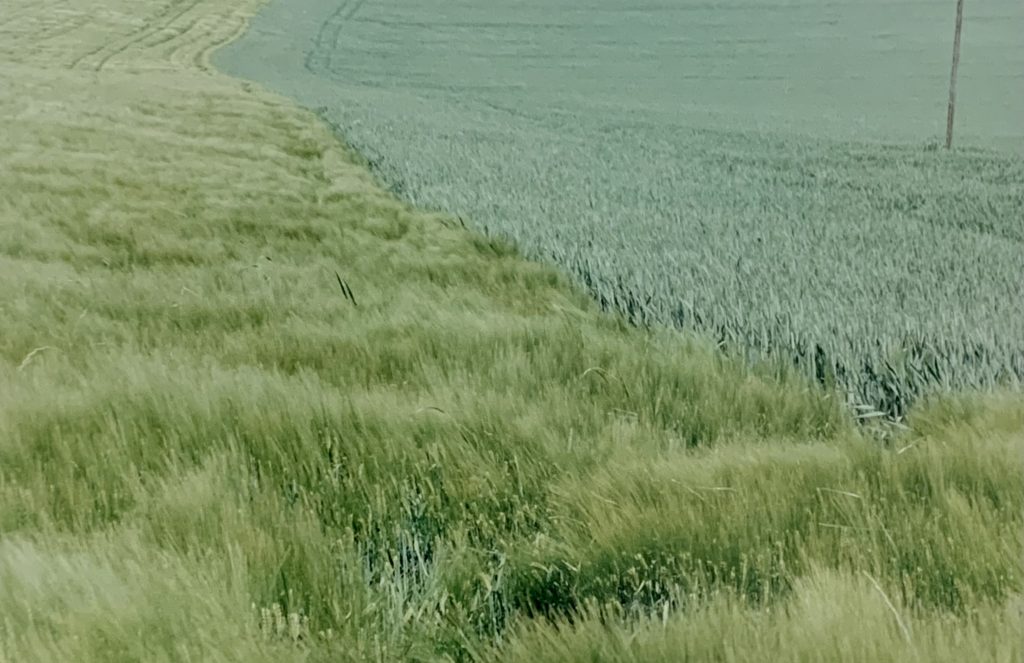 The Blue Road: Samuel Laurence Cunnane. Hayward Gallery. Caroline Banks.